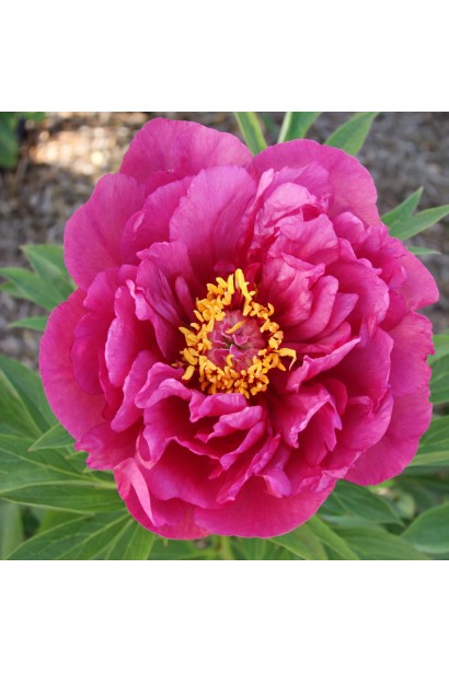 Paeonia Yankee Doodle Dandy